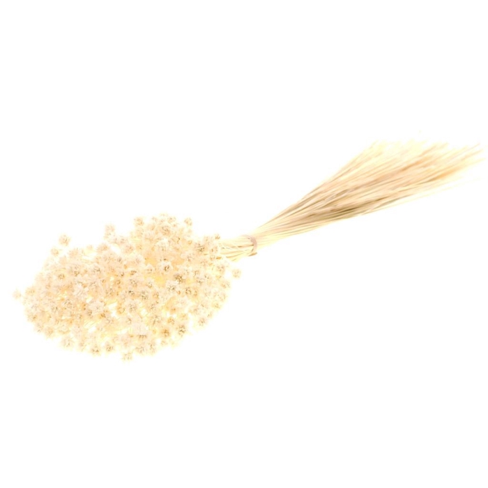 <h4>Hill flower 100gr SB bleached white</h4>