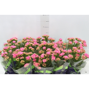 KALANCHOE DOBRADO P11 PINK