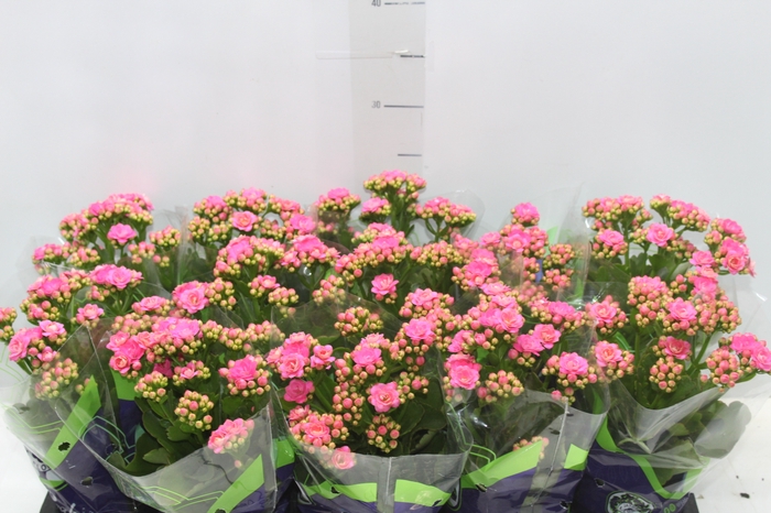<h4>KALANCHOE DOBRADO P11 PINK</h4>