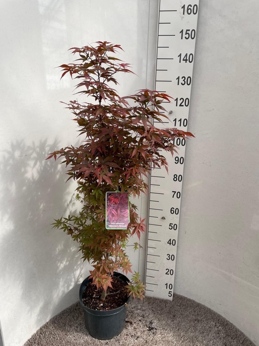 <h4>ACER PA SKEET BROOM</h4>