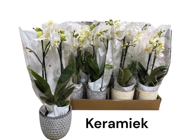 <h4>ARR PHALA MT 14+</h4>