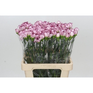 Dianthus St Mudah