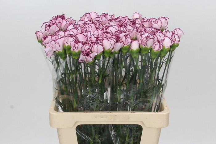 <h4>Dianthus St Mudah</h4>