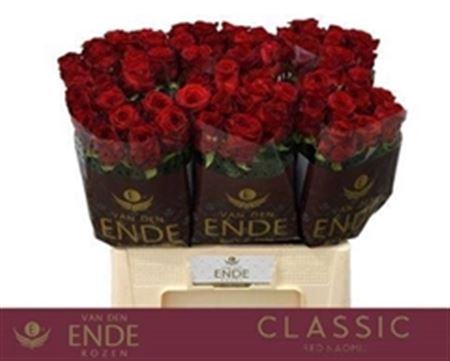 <h4>R Gr Red Naomi!</h4>