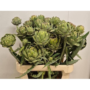 CYNARA SC GREEN GLOB