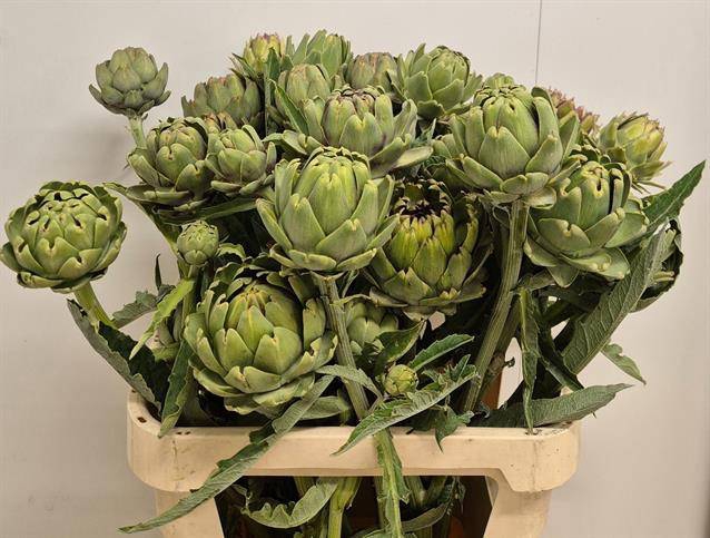 <h4>CYNARA SC GREEN GLOB</h4>