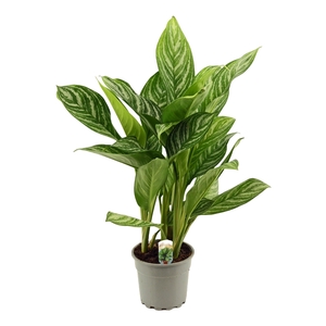 Aglaonema 17 cm Stripes