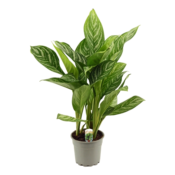 <h4>Aglaonema 17 cm Stripes</h4>