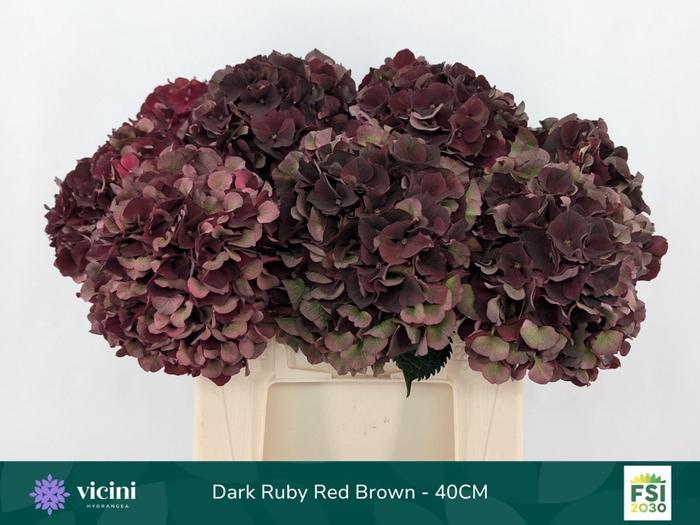 <h4>Hydrangea  'Magical dk Ruby'  CL</h4>