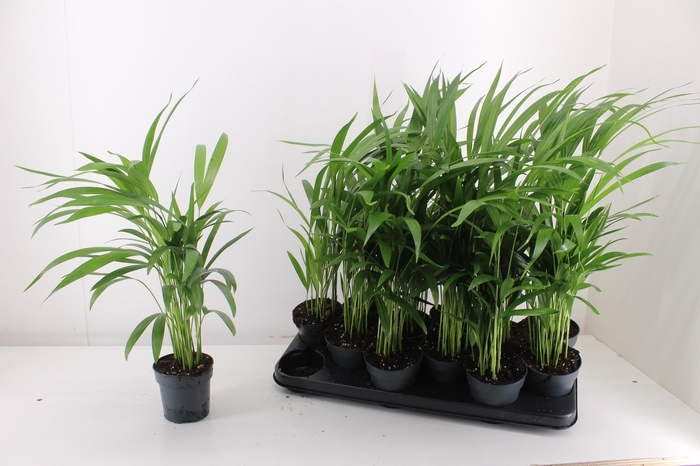 <h4>DYPSIS LUTESCENS</h4>