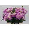 Dahlia Purple Onesta