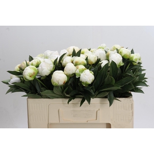 Paeonia Madame Claude Tain