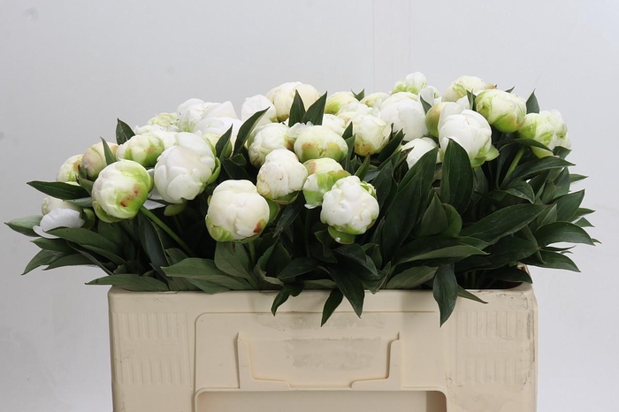 <h4>Paeonia Madame Claude Tain</h4>