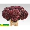 Hydrangea mag pink ruby classic