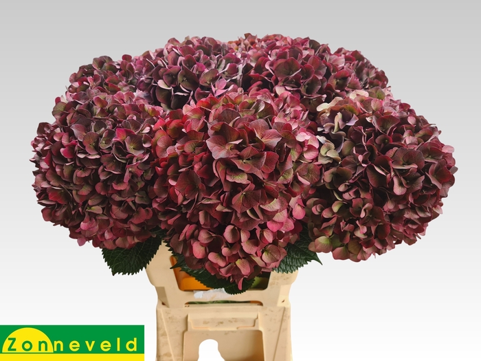 <h4>Hydrangea mag pink ruby classic</h4>