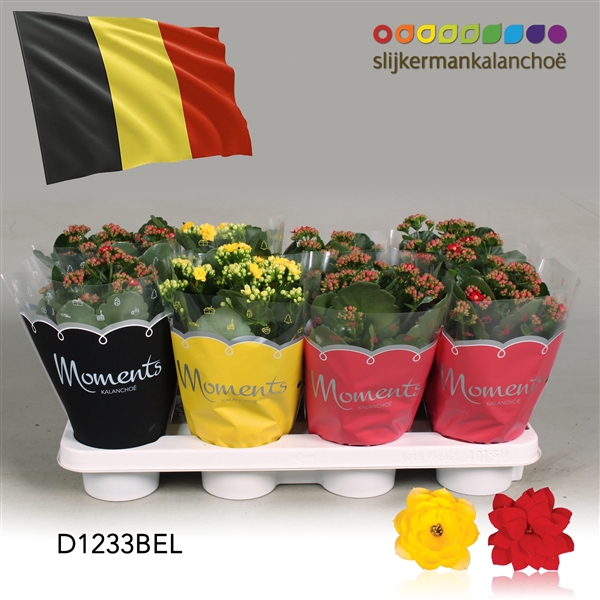 <h4>Kalanchoe Moments - Belgium flag</h4>