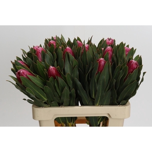 Protea Brenda