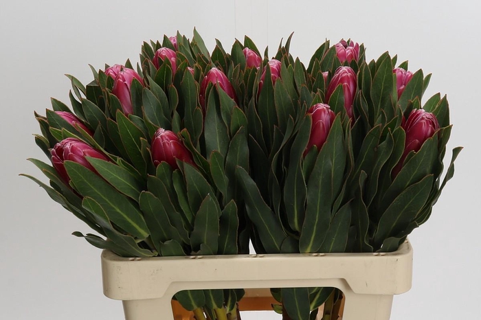 <h4>Protea Brenda</h4>