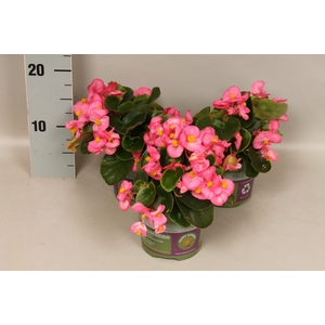 Begonia semp. Roze