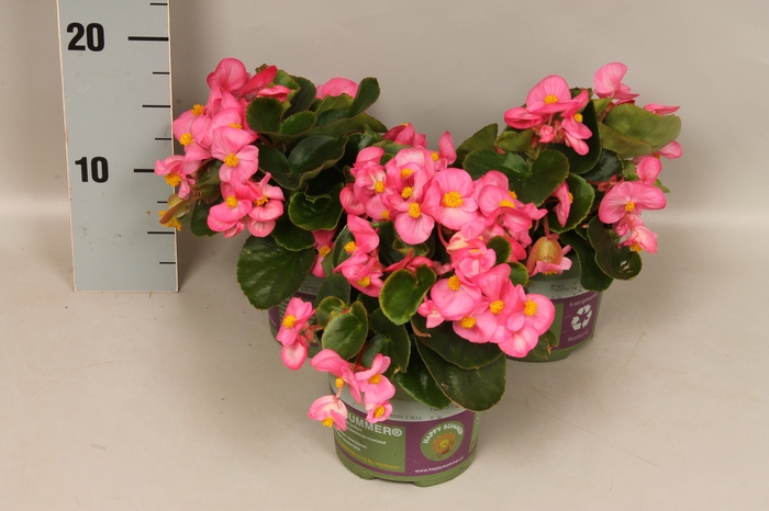 <h4>Begonia semp. Roze</h4>