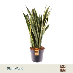 Sansevieria Laurentii