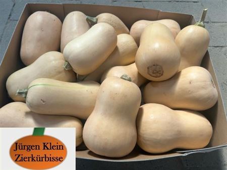 Sier Cuc P Butternut X15