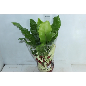 ASPLENIUM NIDUS P20