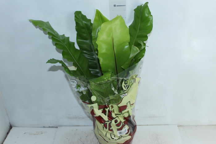 <h4>ASPLENIUM NIDUS P20</h4>