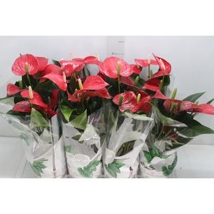 ANTHURIUM FELICITA P15 VERMELHO