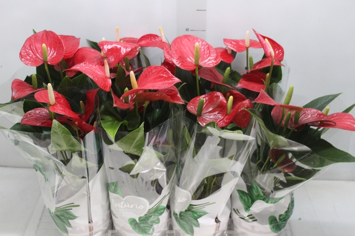 <h4>ANTHURIUM FELICITA P15 VERMELHO</h4>