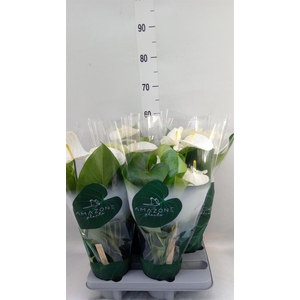 Anthurium andr. 'Samora'