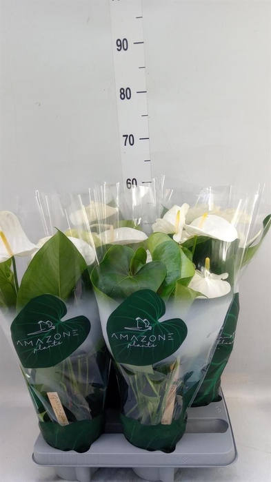 <h4>Anthurium andr. 'Samora'</h4>