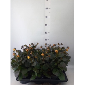Dahlia  'Dahlinova Tempt Golden'