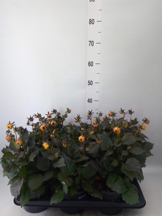 <h4>Dahlia  'Dahlinova Tempt Golden'</h4>
