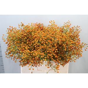 ROSA PRINSBERRY ORAN