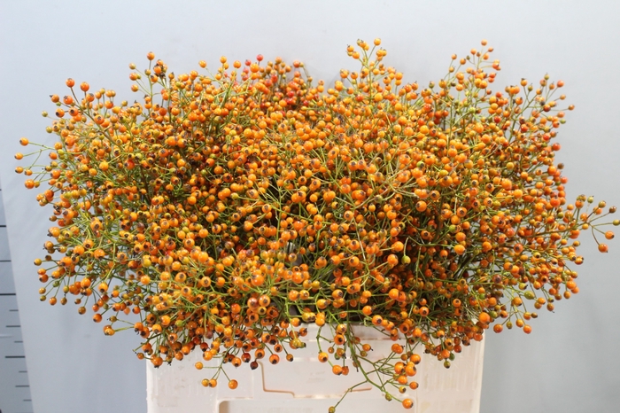 <h4>ROSA PRINSBERRY ORAN</h4>