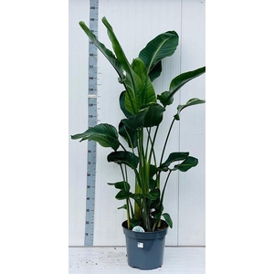 Strelitzia nicolai