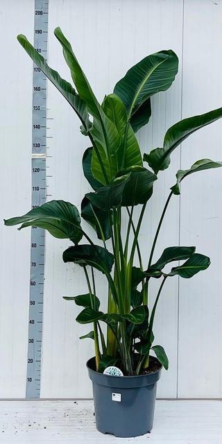 <h4>Strelitzia nicolai</h4>