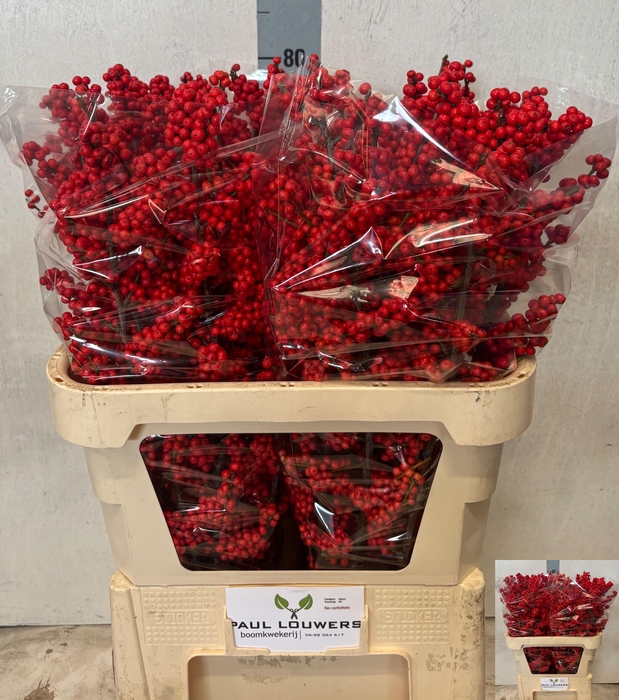 <h4>Ilex verticillata L8</h4>