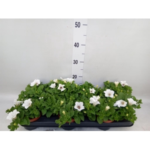 Petunia  'Surfinia Baby White'