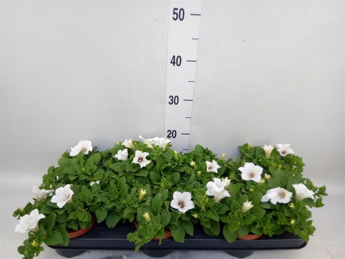 <h4>Petunia  'Surfinia Baby White'</h4>