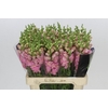 Antirrhinum Potomac Early Pink