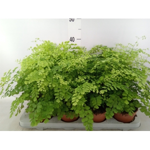 Adiantum raddi. 'Fragrans'