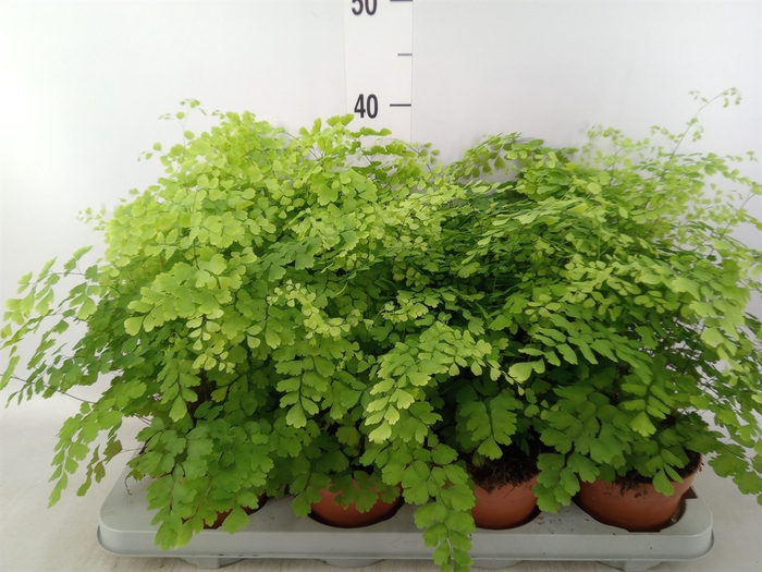 <h4>Adiantum raddi. 'Fragrans'</h4>