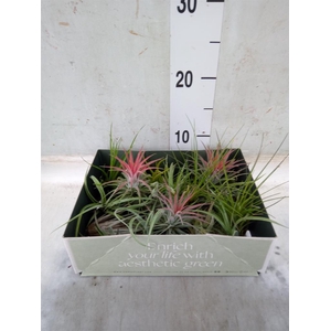 Tillandsia