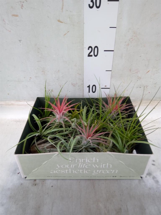<h4>Tillandsia</h4>