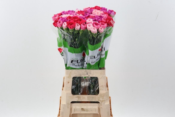 <h4>Di St Rainbow Pink</h4>