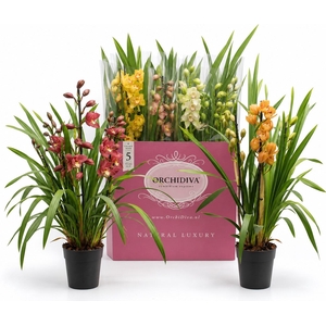 Cymbidium kleuren mix 3 tak