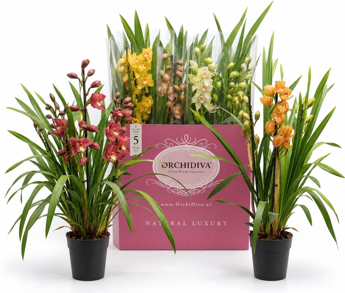 <h4>Cymbidium kleuren mix 3 tak</h4>