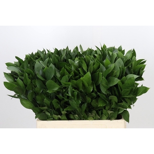 RUSCUS HYPOPHYLLUM